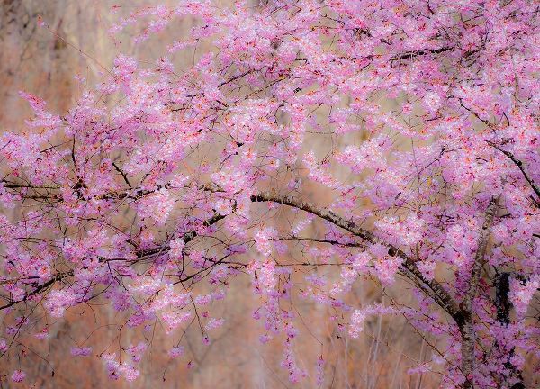 Gulin, Sylvia 아티스트의 USA-Washington State-Fall City-Springtime cherry trees blooming along Snoqualmie River작품입니다.